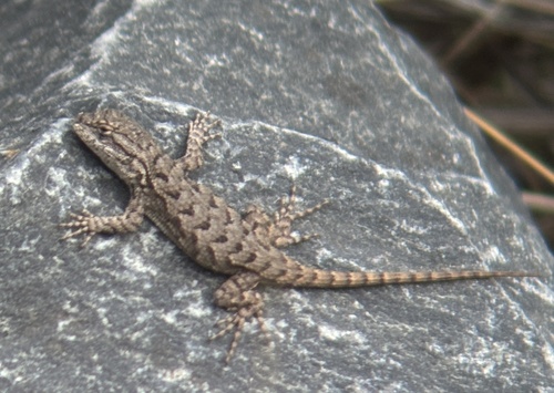 Western Fence Lizard observed by cdillingham