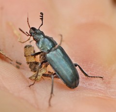 Platycerus caraboides