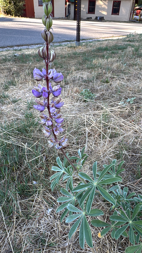 iNaturalist observation photo of lupines