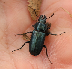 Platycerus caraboides