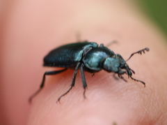 Platycerus caraboides