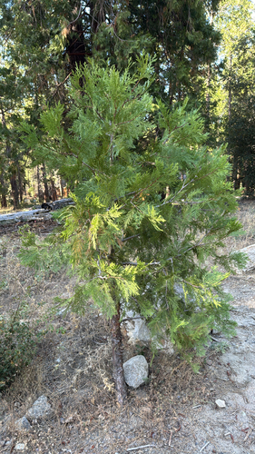 iNaturalist observation photo of California incense-cedar