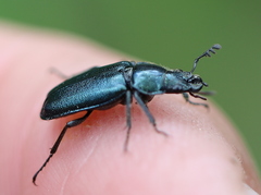 Platycerus caraboides