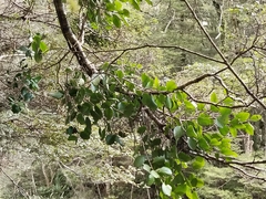 Peraxilla colensoi