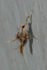 Ashibusa
