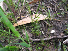 Centrolepis aristata