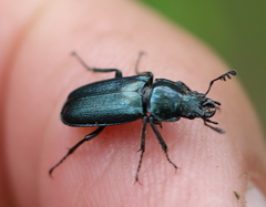 Platycerus caraboides