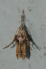 Ashibusa
