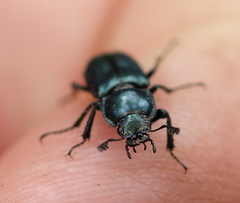 Platycerus caraboides