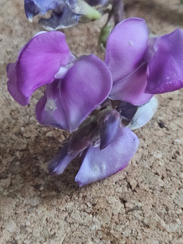 Hyacinth bean