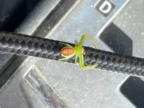 Eurasian Green Crab Spider