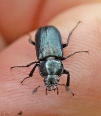 Platycerus caraboides