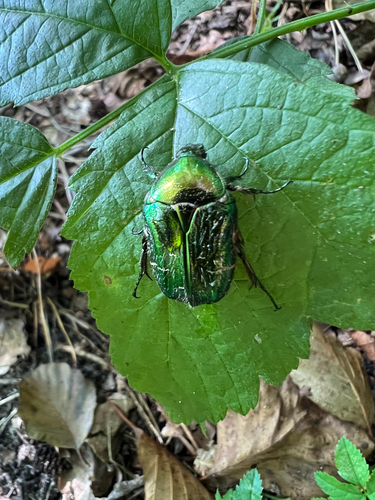 European Rose Chafer