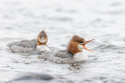 Common Merganser observed by ccfisher