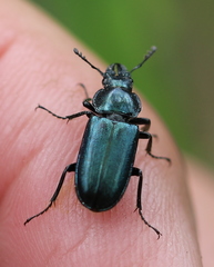 Platycerus caraboides