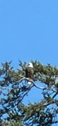 Bald Eagle observed by jason12773