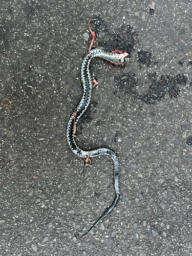 grass snake