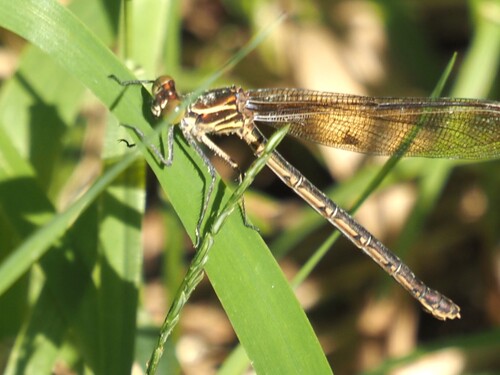 American Rubyspot