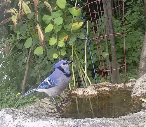 Blue Jay observed by dunnder