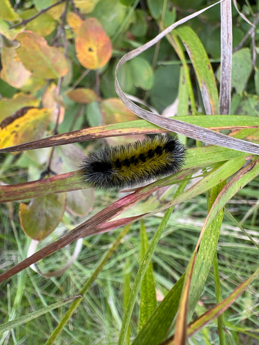Virginia Ctenucha Moth