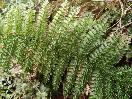 Leptopteris superba