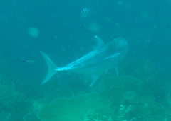 Caranx