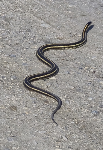Plains Garter Snake