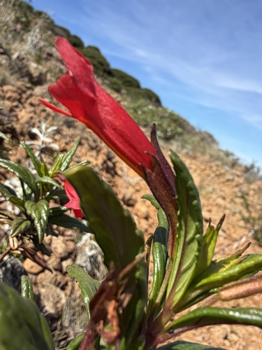 Diplacus parviflorus, photograph 6
