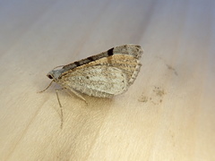 Digrammia denticulata