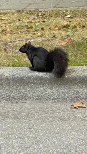 Eastern Gray Squirrel observed by gurbanisaini
