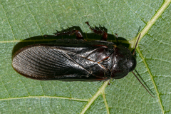Salganea incerta