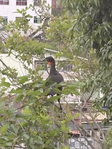 Dusky-legged Guan