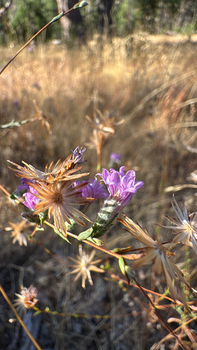 iNaturalist observation photo of Sierra lessingia