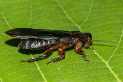 Salganea incerta