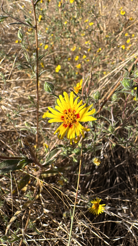 iNaturalist observation photo of Common Madia