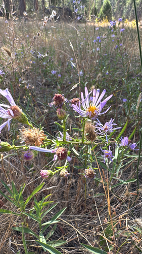 iNaturalist observation photo of American asters