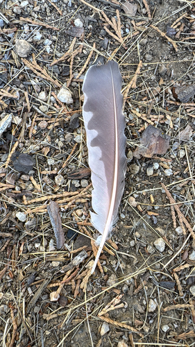 iNaturalist observation photo of Northern Flicker