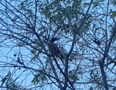 Oriolus flavocinctus