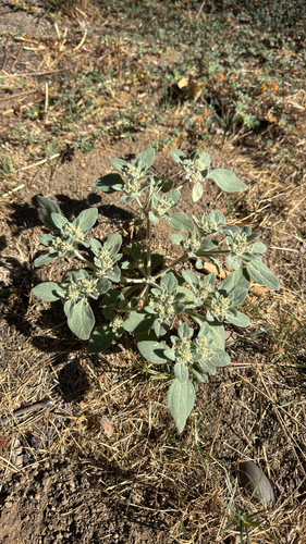iNaturalist observation photo of turkey mullein