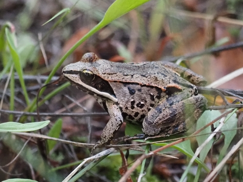 Wood Frog