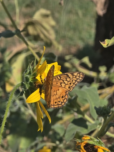 Variegated Fritillary