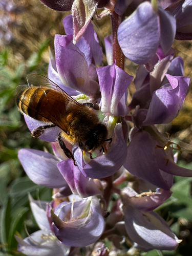 iNaturalist observation photo of Western Honey Bee