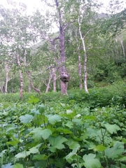 Filipendula camtschatica