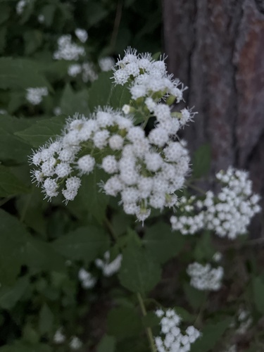 white snakeroot