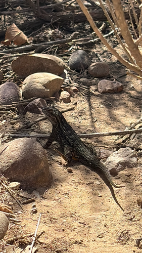 Western Fence Lizard observed by amyellen