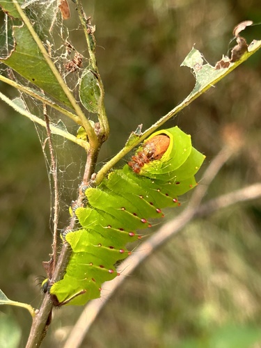 Polyphemus Moth