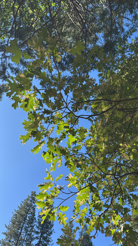 iNaturalist observation photo of California black oak