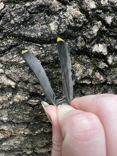 Cedar Waxwing