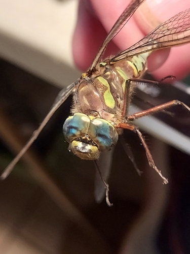 Canada Darner