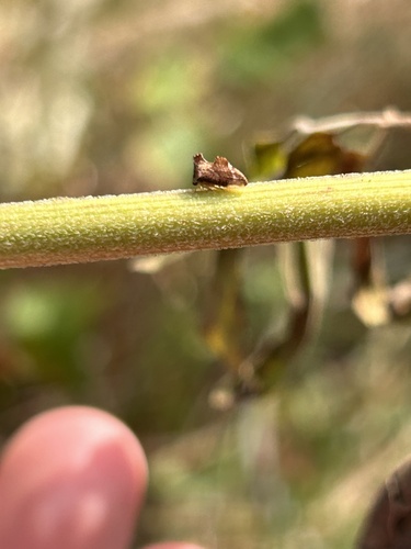 Keeled Treehopper